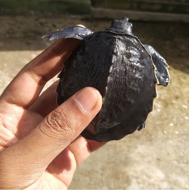 Kura-Kura Moncong Babi, Mutiara Hitam Asal Papua Kura-Kura Moncong Babi, Mutiara Hitam Asal Papua
