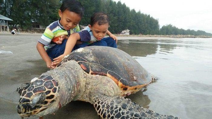 Penyu Hijau, Penjelajah Samudera yang Terancam Punah