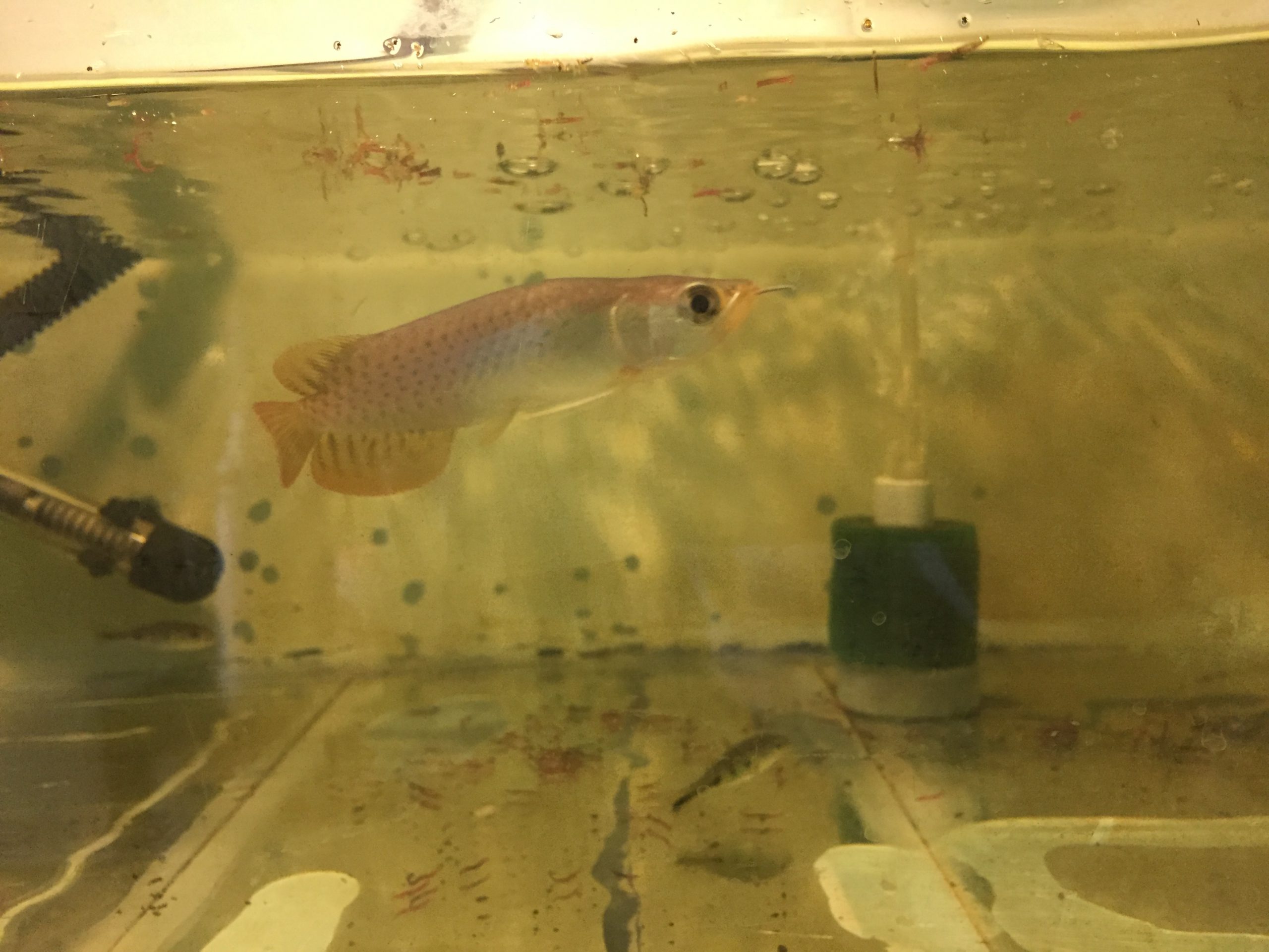 Arwana Super Red