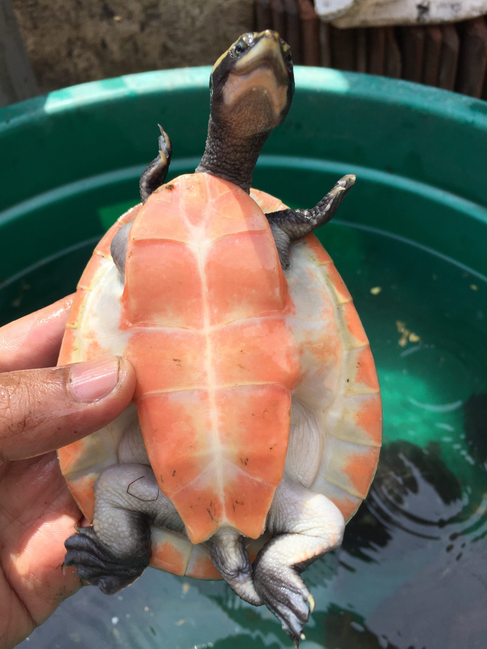 Plastron