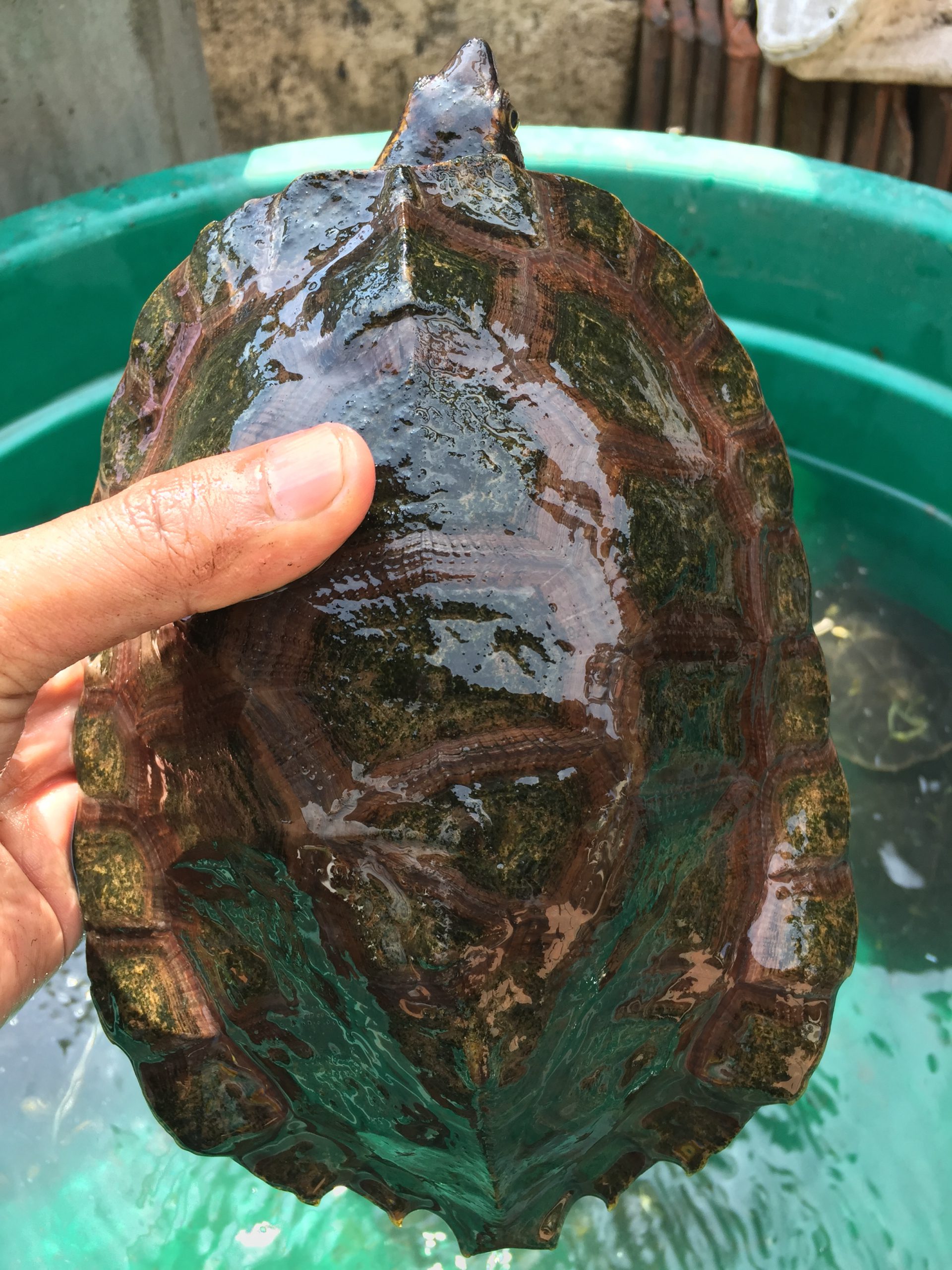 Kura-kura Platynota (Notochelys platynota)