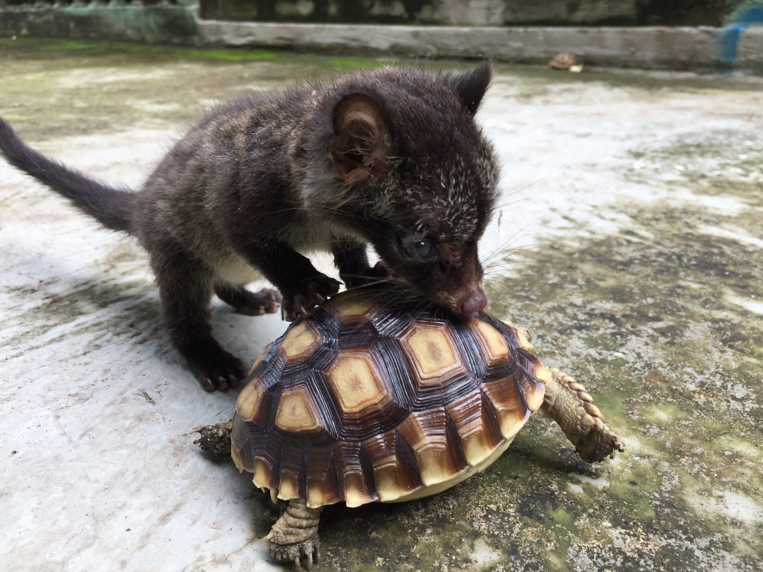 Musang Pandan