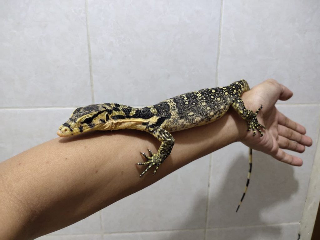 Tips Perawatan Biawak Tips Perawatan Biawak