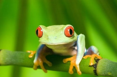 Fase Metamorfosis Pada Katak