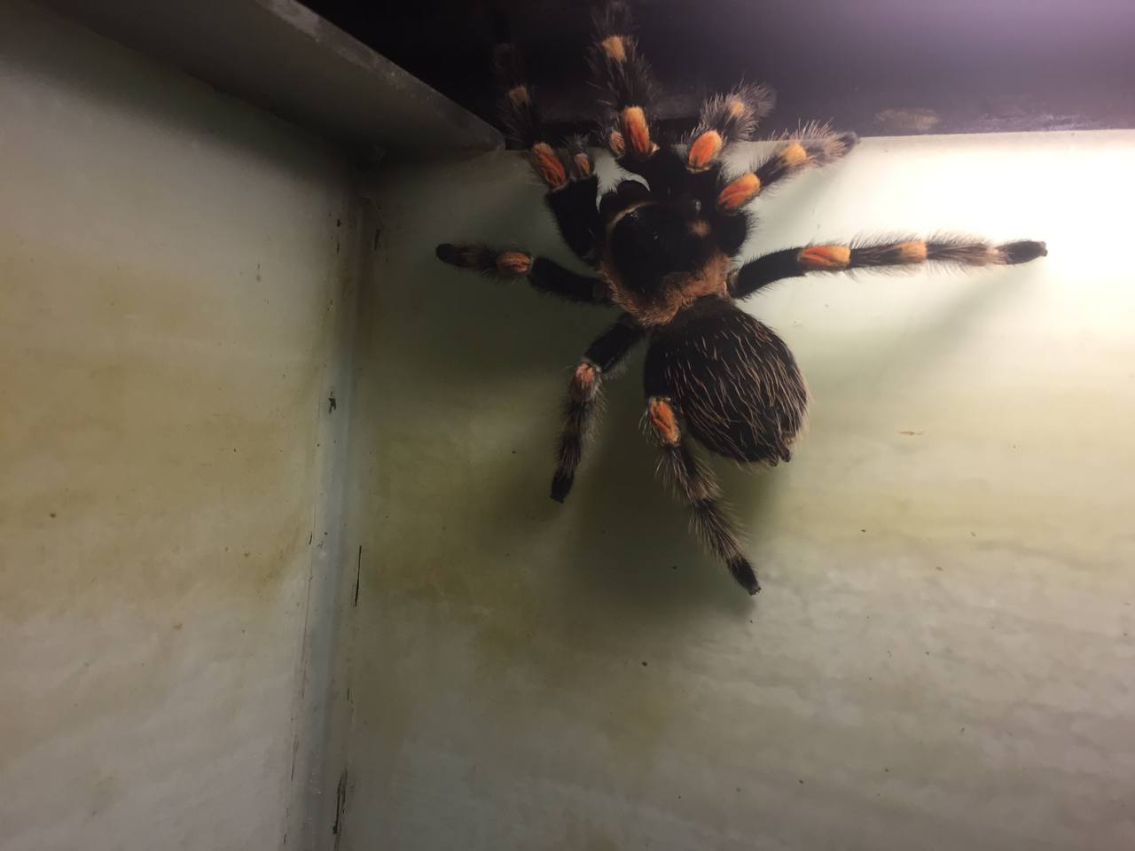 Tarantula, Laba Laba Besar dan Berbulu