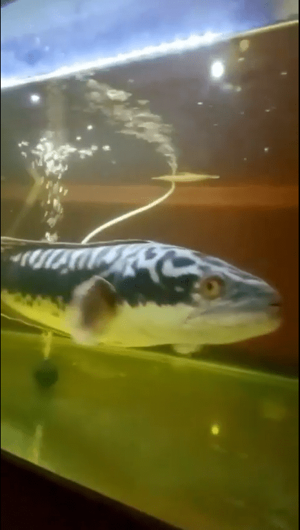 Ikan Toman