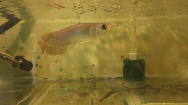 Arwana Super Red