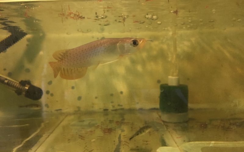 Arwana Super Red